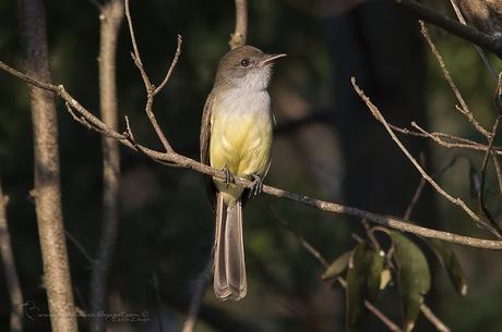 Burlisto pico canela (Swainson´s Flycatcher) Myiarchus swainsoni