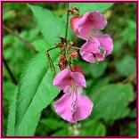 Impatiens (Impaciencia)