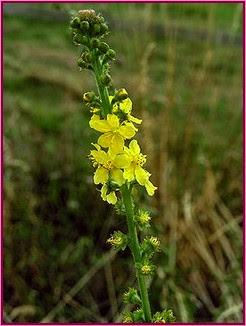 Agrimony (Agrimonia)