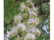 White Chestnut (Castaño Indias)
