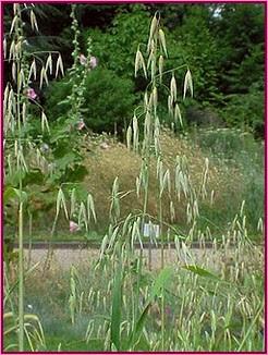 Wild Oat (Avena Silvestre)