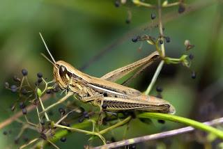 Euchorthippus declivus (Brisout de Barneville, 1849) hembra