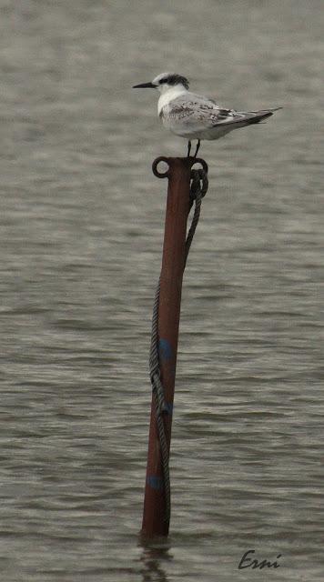 CHARRANES Y CHARRANCITO EN COLINDRES