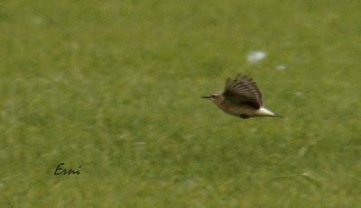 CHARRANES Y CHARRANCITO EN COLINDRES