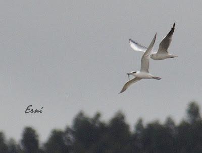 CHARRANES Y CHARRANCITO EN COLINDRES