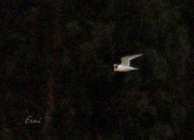 CHARRANES Y CHARRANCITO EN COLINDRES