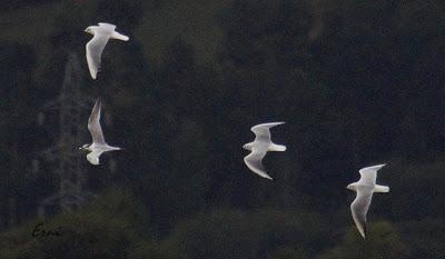 CHARRANES Y CHARRANCITO EN COLINDRES
