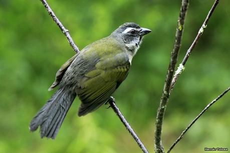 Pepitero verdoso (Saltator similis)