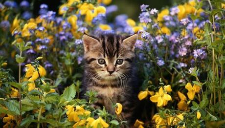 lavanda para ahuyentar a los gatos