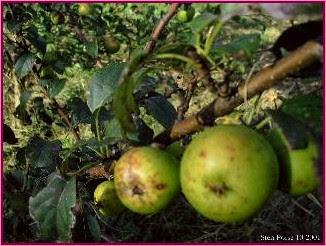 Crab Apple (Manzano Silvestre)