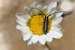 Para ampliar Agapanthia cardui (Linnaeus, 1767) Longicornio de los cardos hacer clic