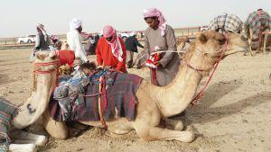 camellos kuwait