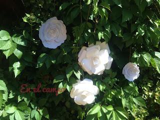 Decorar con flores enormes de papel