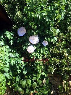 Decorar con flores enormes de papel