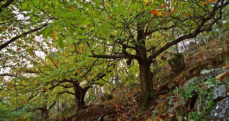 Bosque de castaños. Fotografía: Trotasendas