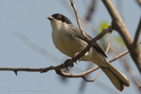 Monterita cabeza negra (Black-capped Warbling-Finch) Poospiza melanoleuca