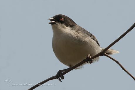 Monterita cabeza negra (Black-capped Warbling-Finch) Poospiza melanoleuca