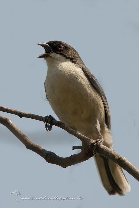 Monterita cabeza negra (Black-capped Warbling-Finch) Poospiza melanoleuca