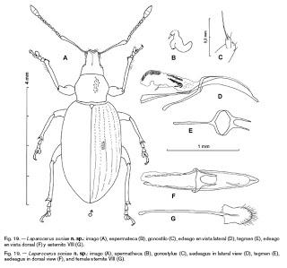 Nueva especie descubierta en las Islas Canarias