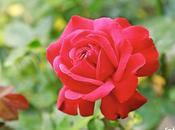 rosa roja castillo Sooneck