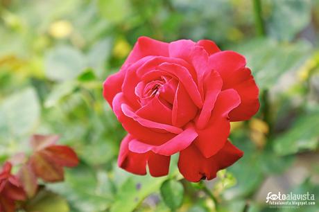 Rote Rose auf grün - Fotografía artística