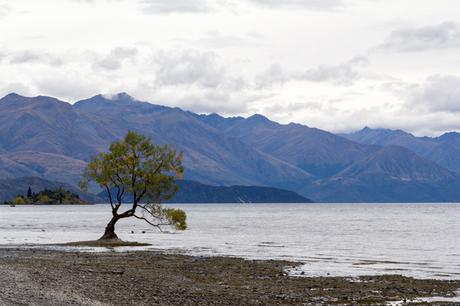 El árbol solitario del lago Wanaka