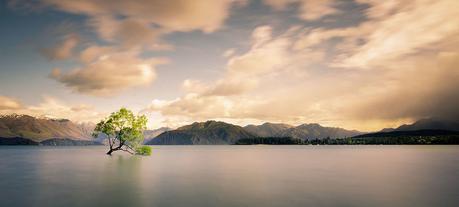 El árbol solitario del lago Wanaka