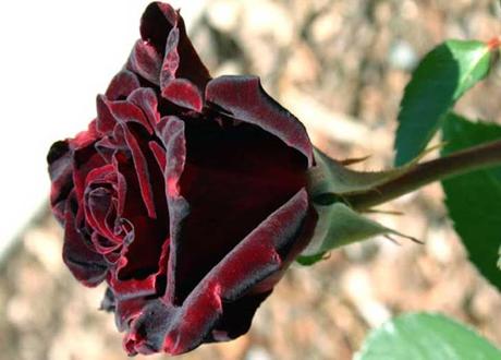 Rosas negras (Halfeti).