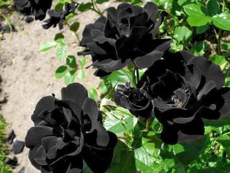 Rosas negras (Halfeti).