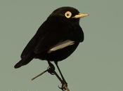 Pico plata (Spectacled Tyrant) Hymenops perspicillatus
