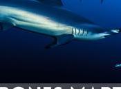 Cuaderno Bitácora Martillos