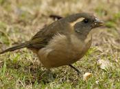 Pepiteros correntinos