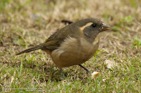 Saltator aurantiirostris