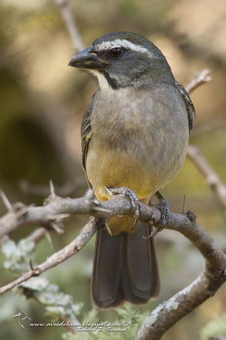 Saltator similis