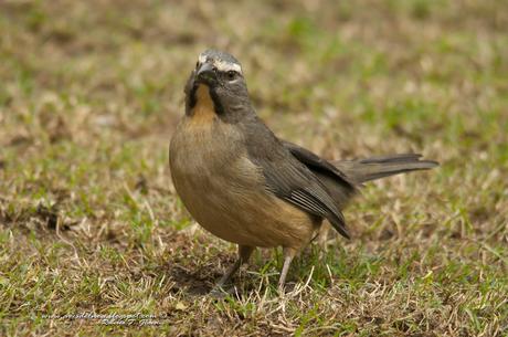 Saltator coerulescens