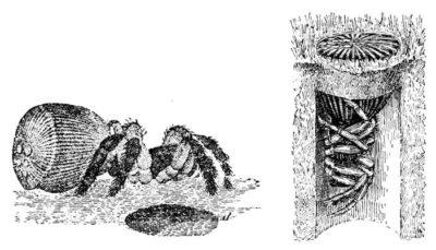 cyclocosmia-truncata-eol-wikimedia-commons