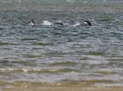 Gran alboroto mundial esta "convincente" foto monstruo Loch Ness