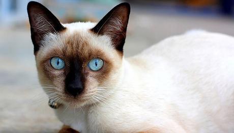 razas de gatos siames