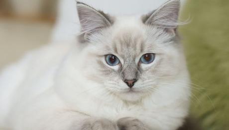 razas de gatos ragdoll