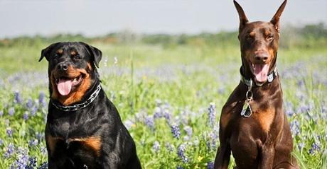 Diferencias Entre Rottweiler y Doberman