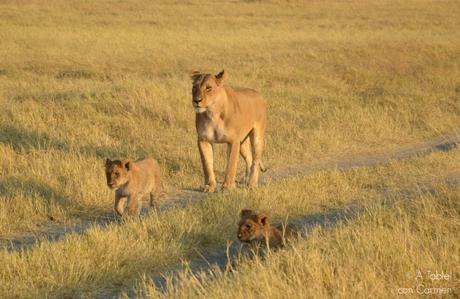 Safari en Botswana, la Autenticidad de Savute