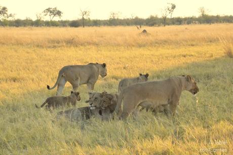 Safari en Botswana, la Autenticidad de Savute
