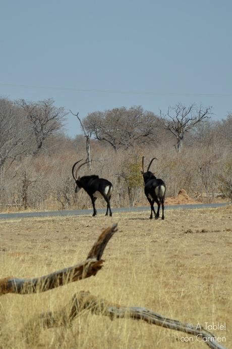 Safari en Botswana, la Autenticidad de Savute