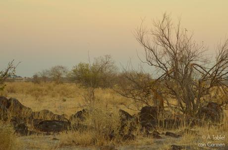 Safari en Botswana, la Autenticidad de Savute
