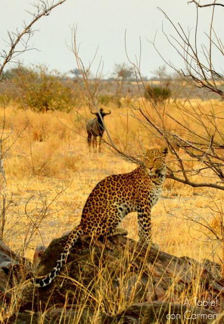 Safari en Botswana, la Autenticidad de Savute