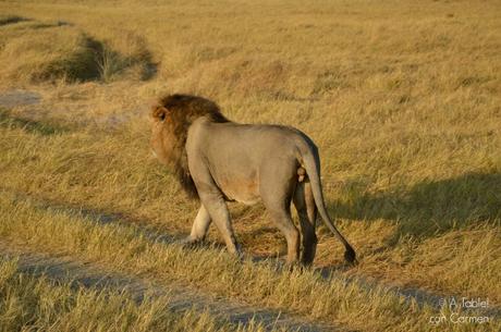 Safari en Botswana, la Autenticidad de Savute