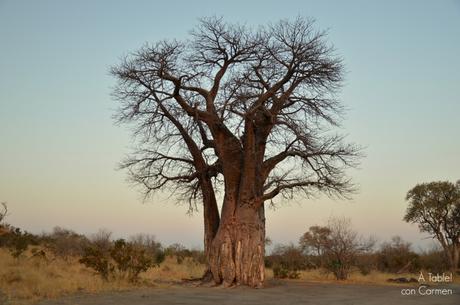 Safari en Botswana, la Autenticidad de Savute