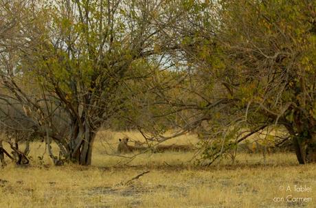 Safari en Botswana, la Autenticidad de Savute