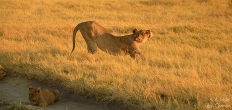 Safari en Botswana, la Autenticidad de Savute