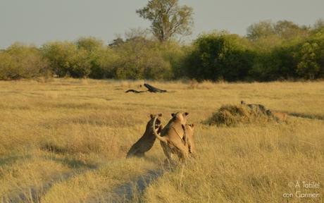 Safari en Botswana, la Autenticidad de Savute